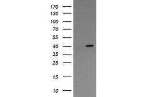 Image no. 2 for anti-Mitogen-Activated Protein Kinase 13 (MAPK13) antibody (ABIN1499956) (MAPK13 antibody)