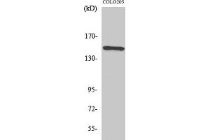 Western Blot analysis of various cells using Rad50 Polyclonal Antibody diluted at 1:1000. (RAD50 antibody  (AA 650-730))