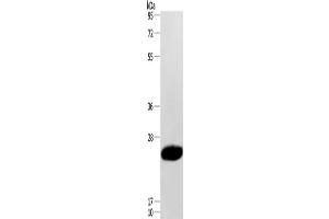 Western Blotting (WB) image for anti-Caveolin 3 (CAV3) antibody (ABIN2434262) (Caveolin 3 antibody)