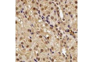 Immunohistochemical analysis of SMYD1 staining in rat kidney formalin fixed paraffin embedded tissue section. (SMYD1 antibody)