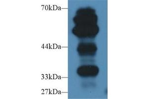 Western Blot; Sample: Rat Lung lysate; Primary Ab: 2µg/ml Rabbit Anti-Mouse AGER Antibody Second Ab: 0. (RAGE antibody  (AA 10-188))