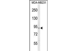 Western blot analysis of PIK3CG Antibody in MDA-MB231 cell line lysates (35ug/lane) (PIK3 gamma antibody)