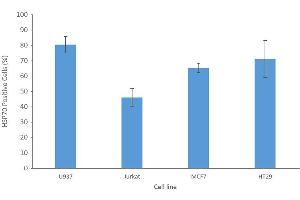 Fluorescence-activated cell sorting analysis using Mouse Anti-HSP70 Monoclonal Antibody, Clone 1H11: FITC conjugate . (HSP70 antibody  (HRP))