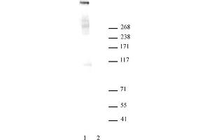 Ki-67 antibody tested by Western blot. (Ki-67 antibody  (N-Term))