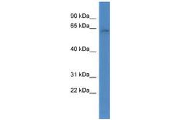 ARID3B antibody  (AA 426-475)