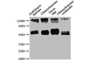 Western Blot Positive WB detected in: Arabidopsis thaliana leaf tissue, Chlamydomonas tissue, Green alga tissue, Chlamydomonas reinhardtii tissue All lanes: rbcL antibody at 1:1250 Secondary Goat polyclonal to rabbit IgG at 1/50000 dilution Predicted band size: 53 kDa Observed band size: 53 kDa (RBCL (AA 3-479) antibody)