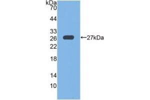 Western Blot; Sample: Recombinant GPX6, Mouse. (Glutathione Peroxidase 6 antibody  (AA 20-221))