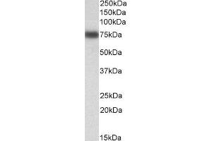 ABIN2563467 (0. (IRF2BP1 antibody  (AA 109-122))