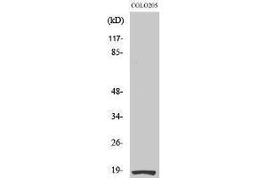 Western Blotting (WB) image for anti-Ribosomal Protein S27L (RPS27L) (N-Term) antibody (ABIN6287541) (RPS27L antibody  (N-Term))