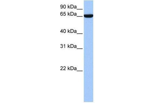 Zinc Finger Protein 891 (ZNF891) (N-Term) antibody