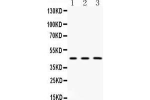 Western blot analysis of Gla expression in mouse thymus extract ( Lane 1), mouse liver extract ( Lane 2) and mouse spleen extract ( Lane 3). (GLA antibody  (C-Term))