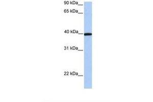 Image no. 1 for anti-Apolipoprotein A-IV (APOA4) (AA 326-375) antibody (ABIN6738930) (APOA4 antibody  (AA 326-375))