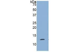 Western Blotting (WB) image for Plasminogen Activator, Tissue (PLAT) ELISA Kit (ABIN6730952)