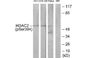 Western blot analysis of extracts from 293 cells, COS cells and HeLa cells, all treated with PMA (125ng/ml, 30mins), using HDAC2 (Phospho-Ser394) antibody. (HDAC2 antibody  (pSer394))