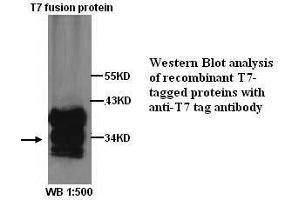 Image no. 1 for anti-T7-Tag antibody (ABIN790910) (T7-Tag antibody)