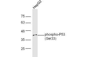 Human HepG2 lysates probed with Rabbit Anti-P53(Ser33) Polyclonal Antibody, Unconjugated  at 1:5000 for 90 min at 37˚C. (p53 antibody  (pSer33))