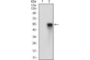 Western blot analysis using CD38 mAb against HEK293 (1) and CD38 (AA: Extra(43-300))-hIgGFc transfected HEK293 (2) cell lysate. (CD38 antibody  (AA 43-300))