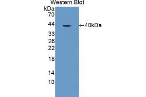 Figure. (TRF2 antibody  (AA 144-438))