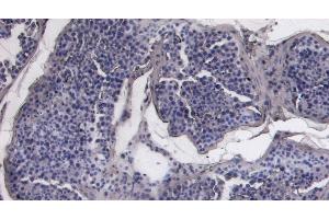 (ABIN7505817) Negative Control showing staining of paraffin embedded Human Testis, with no primary antibody. (ACE2 antibody  (C-Term))