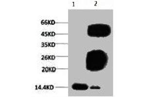 Western blot analysis of Hela, diluted at 1:500. (Tri-Methyl-Histone H3(K79) (H3K79me3) antibody)