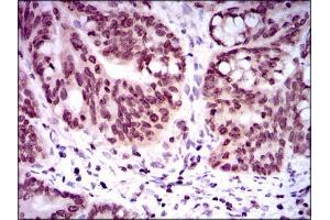 Immunohistochemistry (IHC) image for anti-Nuclear Receptor Subfamily 6, Group A, Member 1 (NR6A1) (AA 65-118) antibody (ABIN969579)