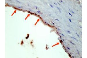 Image no. 1 for anti-HA-Tag (C-Term) antibody (ABIN1101941) (HA-Tag antibody  (C-Term))