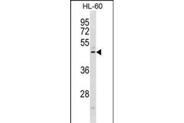 CMKLR1 antibody  (C-Term)