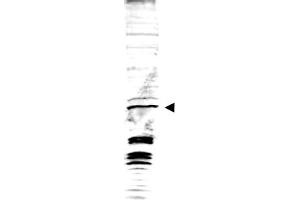 Image no. 1 for anti-Swi6 (AA 314-328) antibody (ABIN401300) (Swi6 (AA 314-328) antibody)