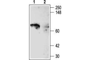 Western blot analysis of rat brain membranes: - 1. (KCNA5 antibody  (C-Term, Intracellular))