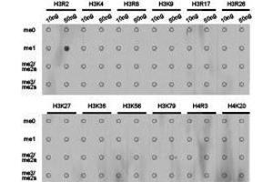 Western Blotting (WB) image for anti-Histone 3 (H3) (H3R2me) antibody (ABIN1873013) (Histone 3 antibody  (H3R2me))