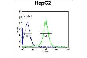 Flow cytometric analysis of HepG2 cells (right histogram) compared to a negative control cell (left histogram). (TMPRSS2 antibody  (AA 314-343))