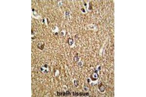 Immunohistochemistry (IHC) image for anti-Fragile X Mental Retardation 1 (FMR1) antibody (ABIN3002852) (FMR1 antibody)