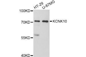 Western blot analysis of extracts of various cell lines, using KCNK10 Antibody (ABIN5998040) at 1:3000 dilution. (KCNK10 antibody)