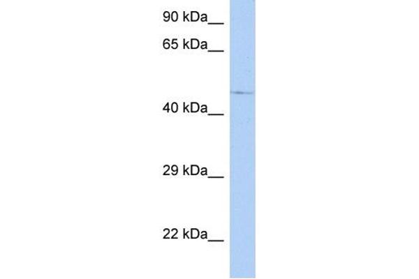 FAM154A antibody  (N-Term)