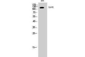 Western Blotting (WB) image for anti-EPH Receptor B2 (EPHB2) (C-Term) antibody (ABIN3184511) (EPH Receptor B2 antibody  (C-Term))