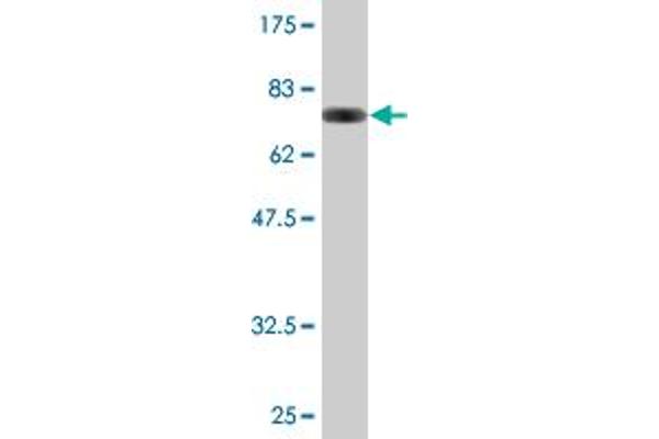 IRF3 antibody  (AA 1-452)