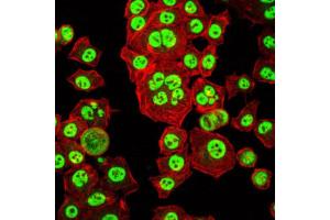 Immunocytochemistry (ICC) image for anti-Orthodenticle Homeobox 2 (OTX2) antibody (ABIN1845978) (OTX2 antibody)