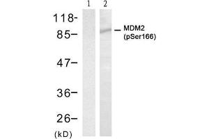 Western blot analysis of extracts from HT29 cell using MDM2 (phospho-Ser166) Antibody (E011550). (MDM2 antibody  (pSer166))