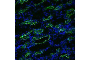 Aquaporin 3 Immunofluorescence. (AQP3 antibody  (C-Term))