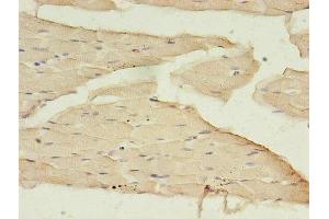 Immunohistochemistry of paraffin-embedded human skeletal muscle tissue using ABIN7145721 at dilution of 1:100 (BDNF antibody  (AA 129-247))