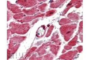 Immunohistochemistry analysis of human heart tissue stained with HSP27, pAb at 10 μg/mL. (HSP27 antibody)