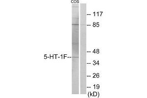 Western Blotting (WB) image for anti-5-Hydroxytryptamine (serotonin) Receptor 1F (HTR1F) (Internal Region) antibody (ABIN1850154) (HTR1F antibody  (Internal Region))