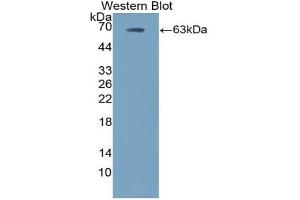 Western blot analysis of the recombinant protein. (Ephrin B2 antibody  (AA 42-333))