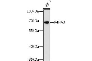 P4HA3抗体（AA 20-110）