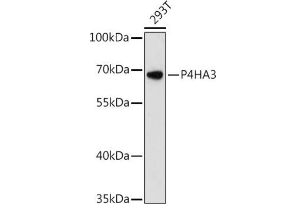 P4HA3抗体（AA 20-110）