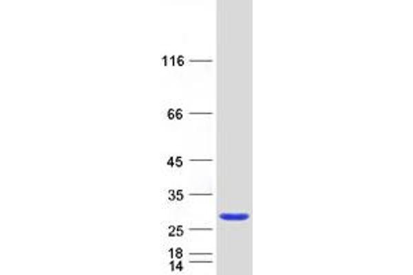 RAB39B Protein (Myc-DYKDDDDK Tag)