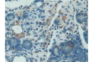 Detection of NES1 in Rat Pancreas Tissue using Polyclonal Antibody to Nesfatin 1 (NES1) (NUCB2 antibody  (AA 26-106))