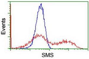 HEK293T cells transfected with either RC200619 overexpress plasmid (Red) or empty vector control plasmid (Blue) were immunostained by anti-SMS antibody (ABIN2454717), and then analyzed by flow cytometry. (SMS antibody)