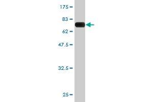 Western Blot detection against Immunogen (65. (PCBP2 antibody  (AA 1-362))