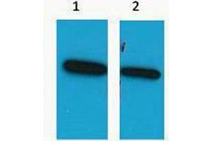 Western Blotting (WB) image for anti-ECFP antibody (ABIN3181260) (ECFP antibody)